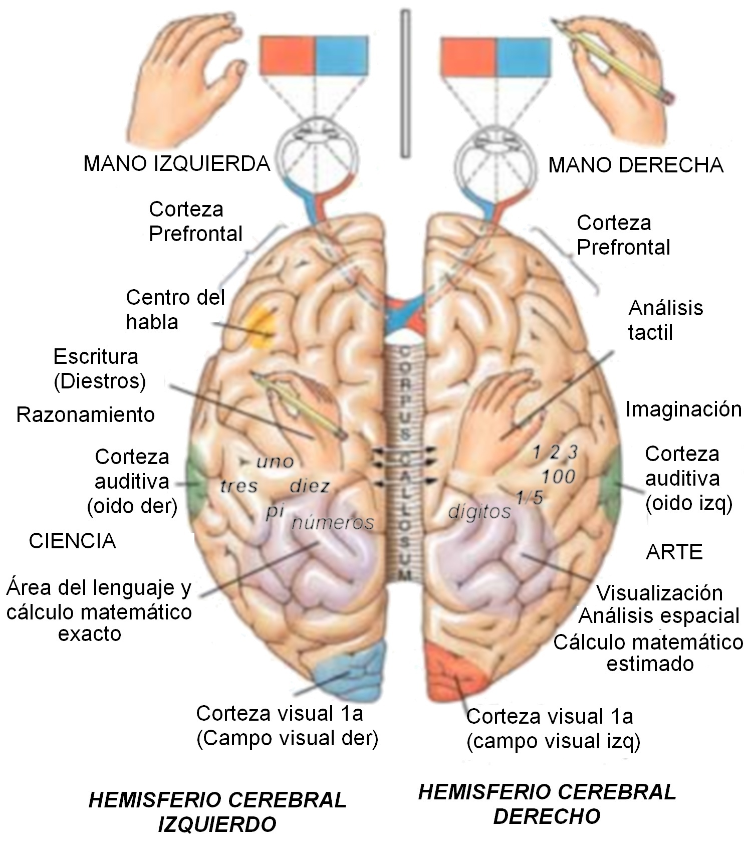 areas del cerebro y sus funciones
