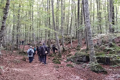 Прогулка по Ла Фагеда ден Жорда, Самый известный буковый лес Каталонии